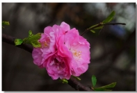 春路雨添花 花动一山春色